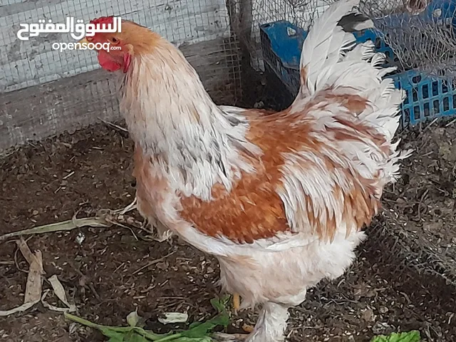 للبيع ديك برهمه حجمه ضخم و3ديوك بلديات