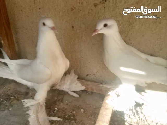نفاخ بلازر