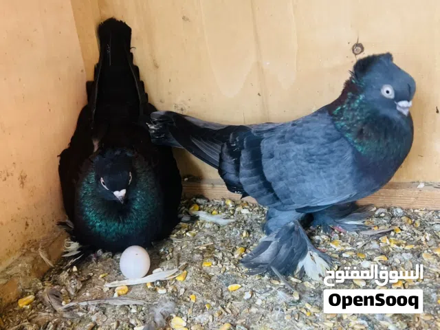 زوز كوبيات للبيع