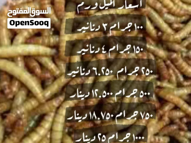 دود القبابي الميل ورم