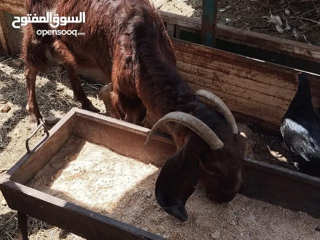 ماعز للبيع اربد عنزين وحده حليب ووحده منشفه