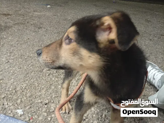 كلب جيرمان شيبرد  عمر شهرين