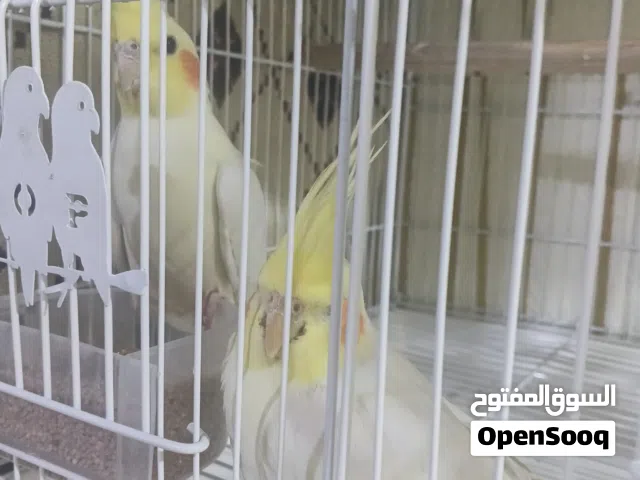 كوكتيل  ذكر وانثي اللون اصفر وابيض