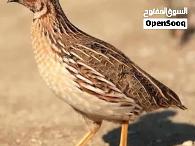 معي السمان للبيع
