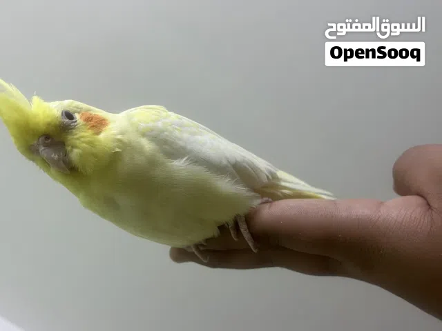 انثى كوكتيل اليفة مية بالمية لاتيني ام افراخ ما بتعض نهائي