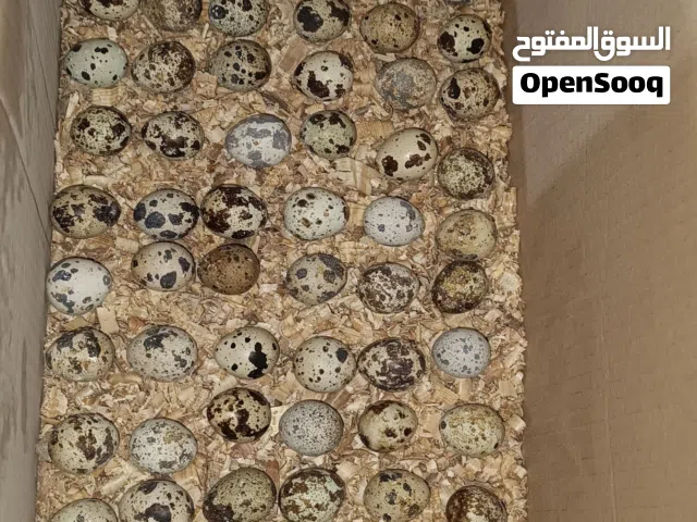 بيض سمان. كتكوت سمان