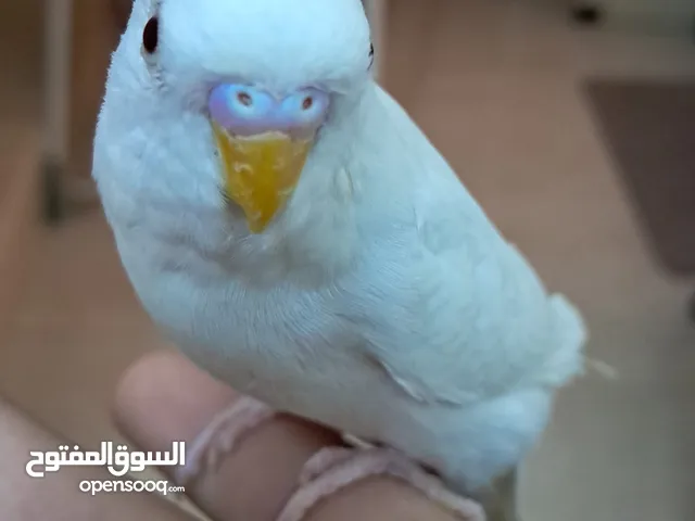 فحل درة مطوق