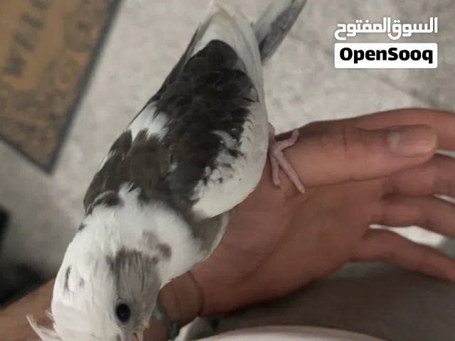 كروان فرخ 40