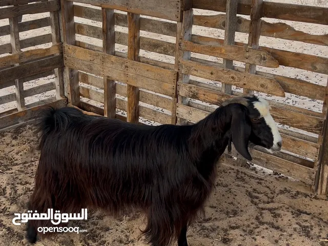 غنم ماعز للبيع