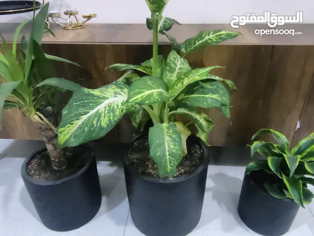 نباتات ظليات