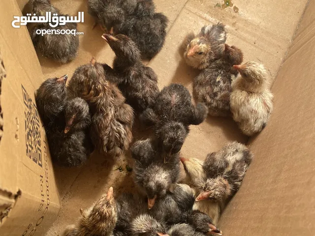 فراغ صيصان بلدي للبيع يوجد من عمر اليوم حتى الشهر إربد قرب الحي الشرقي.