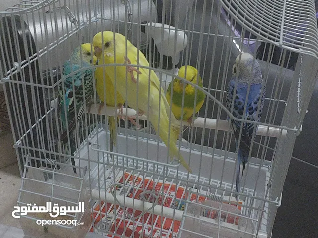 بادجي خمس حبات صحه ممتازه