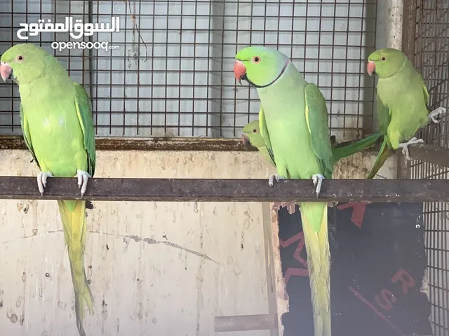 درة هندية للبيع