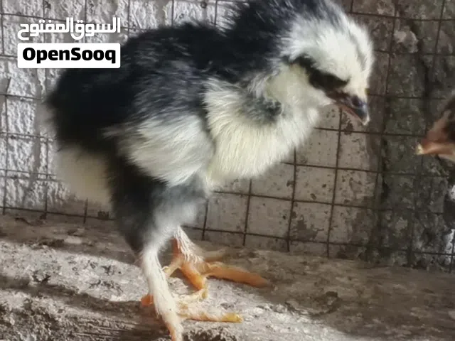 فقاسة فل اتومتك تقيلب 500 بيضة شغالة توب التوب تابع الصور تفقيس مباشر