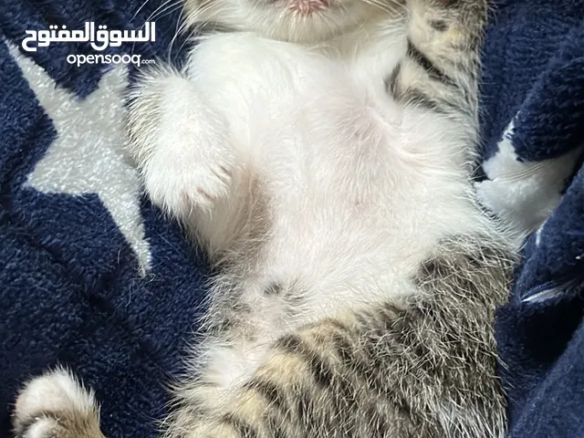 قطط للتبني