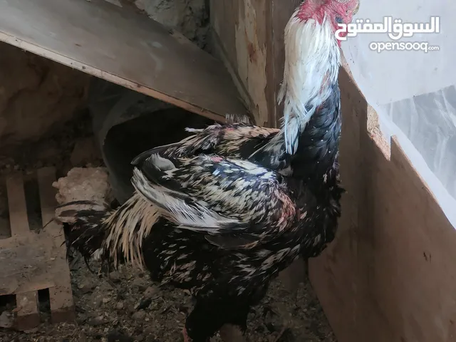 ديوك ودجاج اطقم باكستاني والماني للبيع
