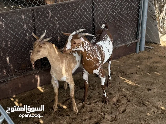 تيوس صلاليه سمان فل