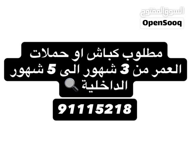 مطلوب كباش او حملات العمر من 3 الى 5 شهور