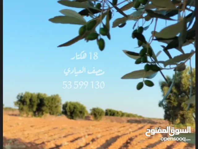 للبيع أرض فلاحية 19 هكتار زيتون شملالي كبير و مثمر صفاقس عقارب بن سهلون المسعودة
