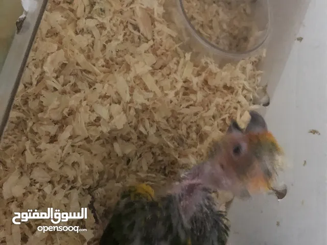 فرخ صن كنيور