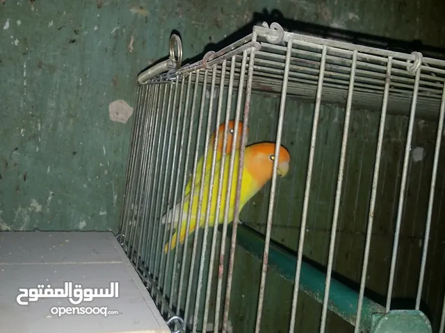 جوز اوبلاين اورنج شغالين