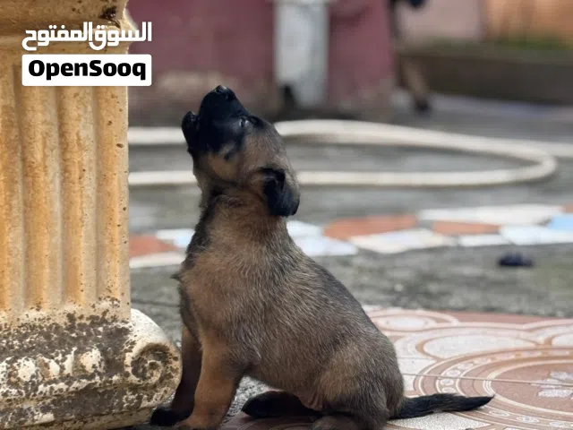 جراء مالينوا ماسك نوار للبيع سعر 1,5 قابل لتفاوض