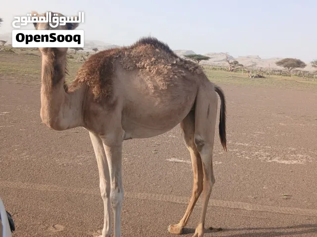 بكرة للبيع