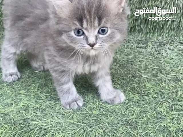 قطط للبيع العمر شهرين - هملايا سكوتش