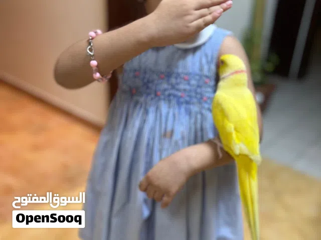 Bright Color Yellow Ringneck Pet Parrot Along With Beautiful Cage- Kids Friendly