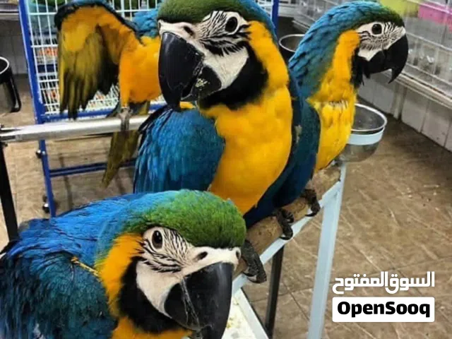 Premium, DNA-tested Hand Raised Tamed and Talking Blue and Gold Macaw Parrots Availale and Ready Now