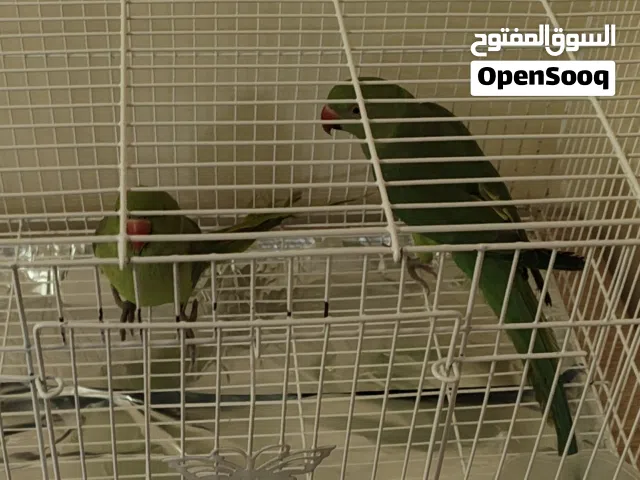 طيور دره ذكر و انثي مع القفص