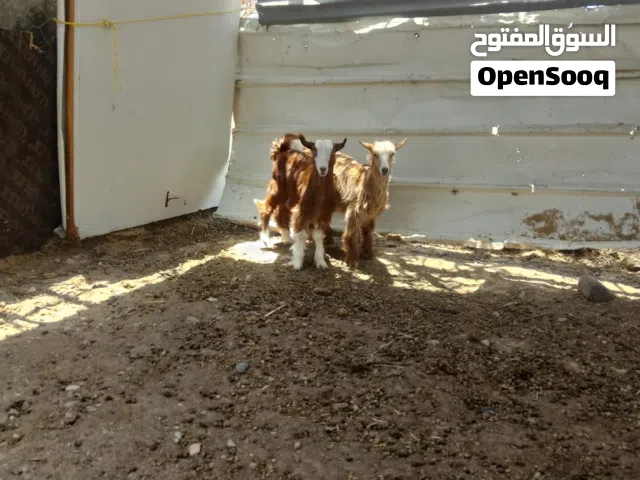 سخال جاموديات للبيع