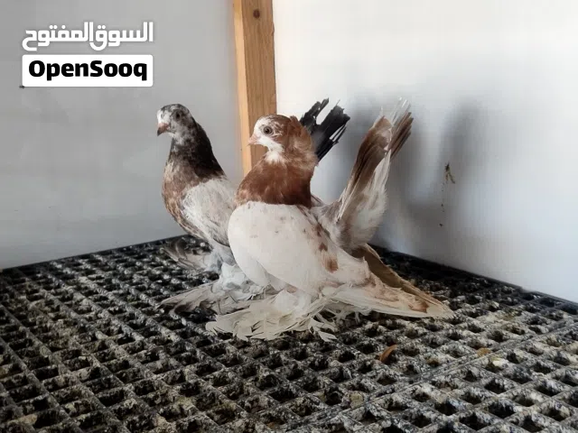 ربي يبارك ماشاء الله متاح إنتاج روسي فولي سعرهم 350