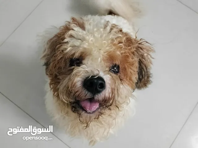 Mixed Breed Poodle for adoption (free)