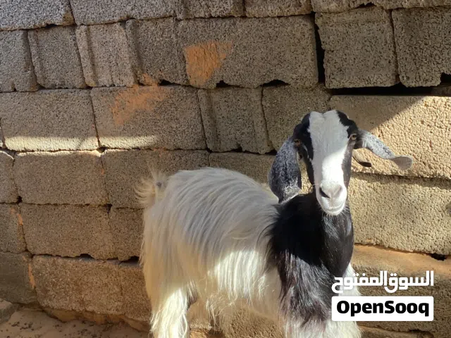 عنز ربي يبارك