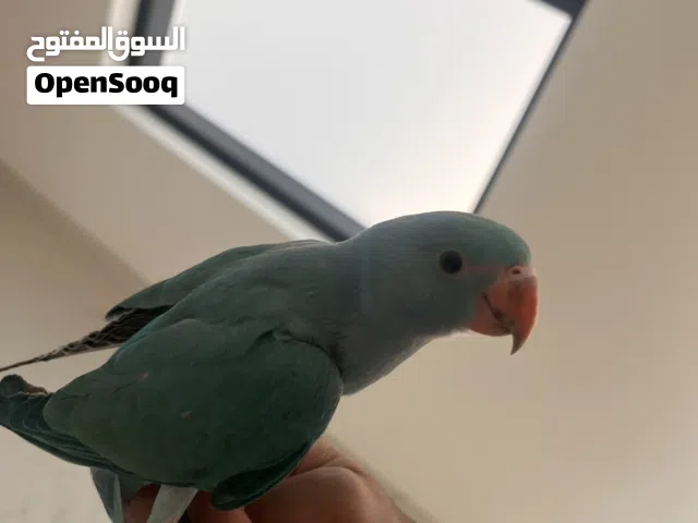 ببغاء دره ازرق أليف للبيع وبصحه ممتازه جدا