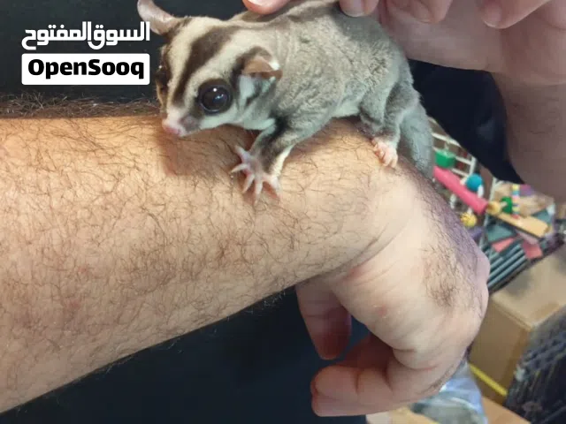 سنجاب طائر