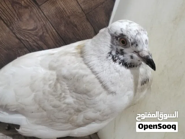 حمامه عمانيه