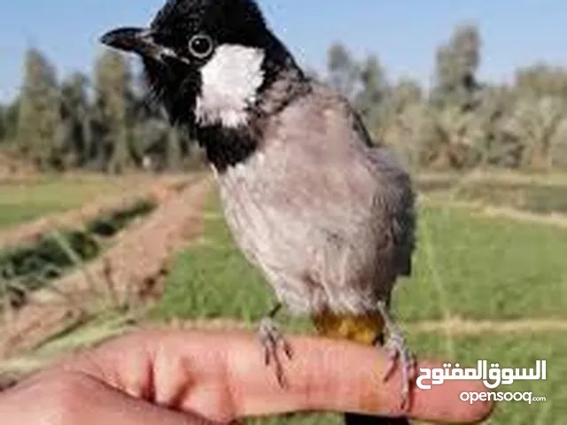 بلبل عراقي بوجنتين الاعمار من اسبوع ل 8 اشهر