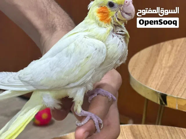 سلام عليكم طير كوكتيل اليف كلش عمره شهرين ونص