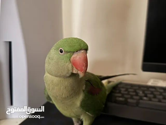 انثى نيبالي اليفه