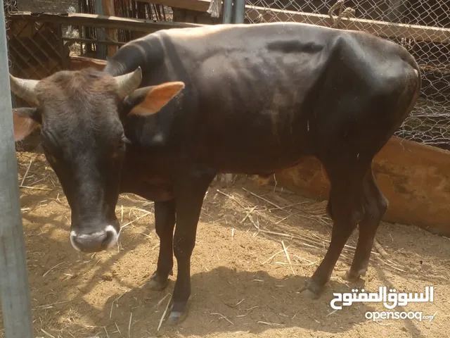 بيع عجل عماني