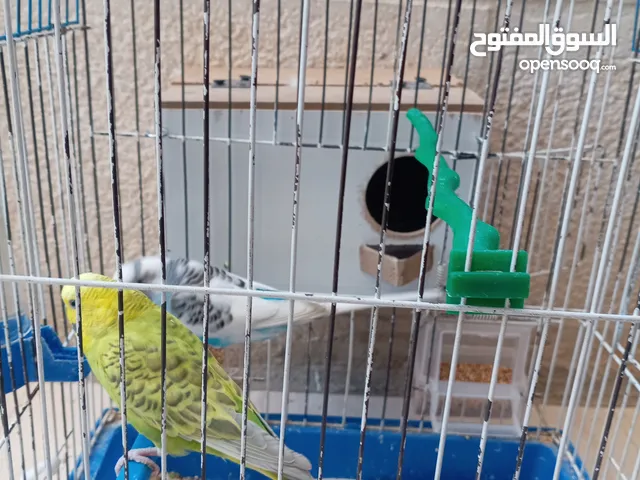 جوز طيور الحب للبيع