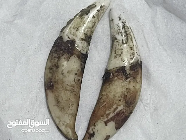 ناب الذيب الاصلي