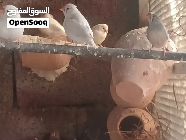 زيبرا مشوشة وعادية