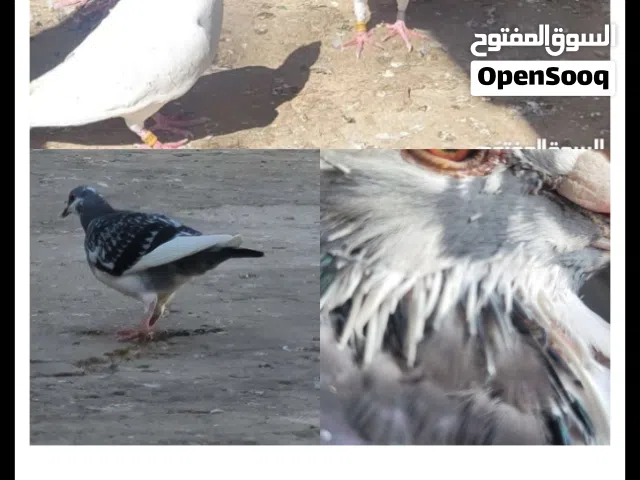 حمام زاجل اصل