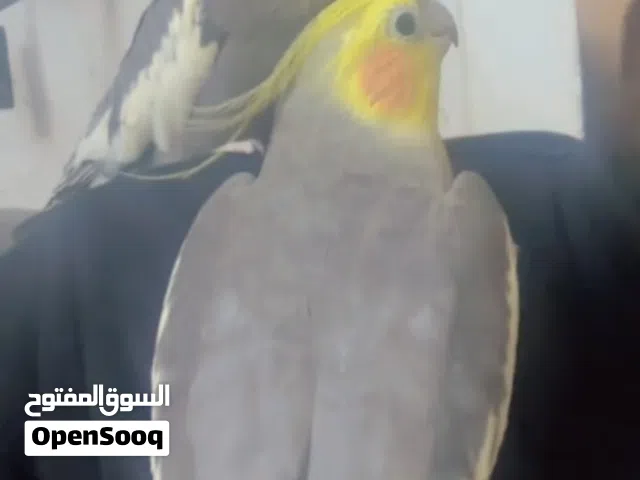 حبيتين كوكيتل متكلمات سكر وكوكو