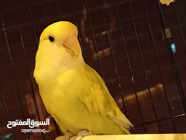 ببغاء الروز للبيع