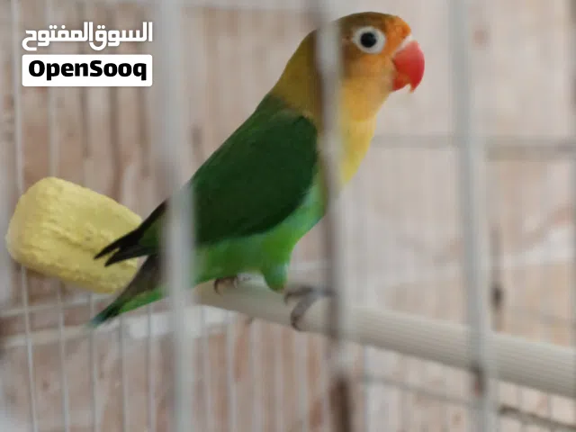 متاح بفضل الله نتايه باربلو