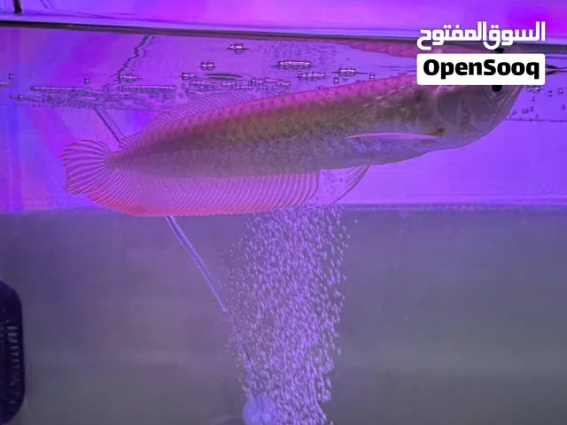 Silver Arowana